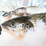 salmon-industry-probe-ordered-amid-disease-concerns