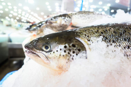 salmon-industry-probe-ordered-amid-disease-concerns
