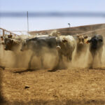 usda-announces-new-plans-to-combat-flesh-eating-parasite-spreading-from-mexico