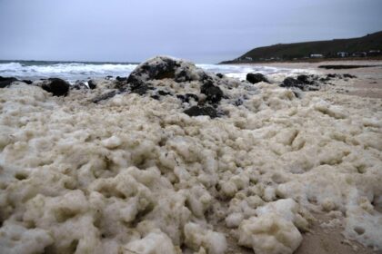adelaide-to-host-national-algae-testing-lab-after-toxic-bloom-devastates-marine-life