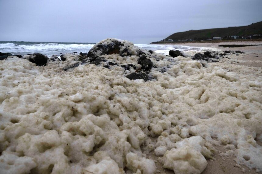 adelaide-to-host-national-algae-testing-lab-after-toxic-bloom-devastates-marine-life