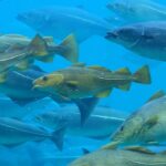 how-climate-change-is-making-europe’s-fish-move-to-new-waters