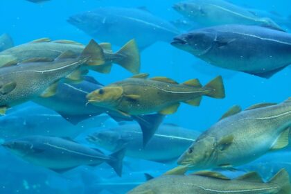 how-climate-change-is-making-europe’s-fish-move-to-new-waters