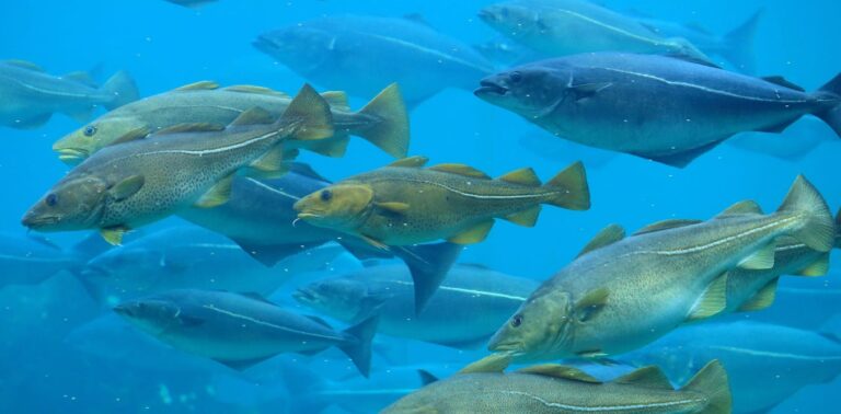 how-climate-change-is-making-europe’s-fish-move-to-new-waters