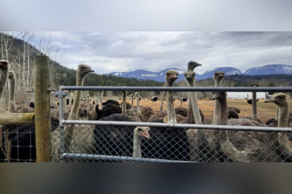 federal-court-denies-bc-ostrich-farm’s-appeal-against-cull-order