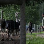 supporters-head-for-bc-ostrich-farm-as-it-plans-top-court-appeal-to-stop-cull