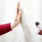 can-ai-teach-us-how-animals-think?