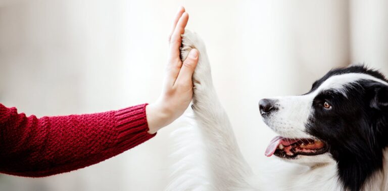 can-ai-teach-us-how-animals-think?