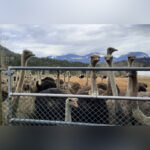 us-billionaire-says-he’s-helping-fund-bc-ostrich-farm-battle-over-cull-order
