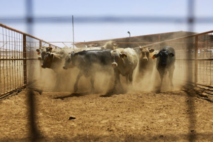 mexico-reports-53-percent-increase-in-flesh-eating-screwworm-cases-since-july