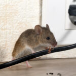 this-is-where-mice-thrive-in-toronto-according-to-an-exterminator