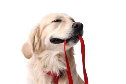 addicted-to-obedience