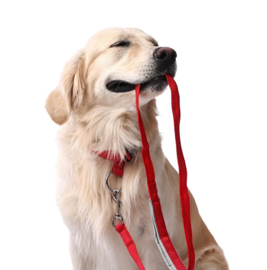 addicted-to-obedience