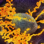 nasal-spray-may-reduce-risk-of-covid-19-infection:-study
