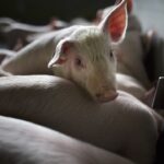 china-hits-eu-pork-with-up-to-62-percent-tariff,-escalating-trade-dispute
