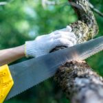 cities-need-trees,-but-sometimes-they-have-to-be-cut-down-–-here’s-why,-and-how-to-do-it-properly