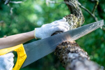 cities-need-trees,-but-sometimes-they-have-to-be-cut-down-–-here’s-why,-and-how-to-do-it-properly
