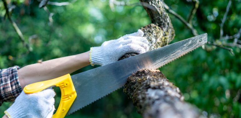 cities-need-trees,-but-sometimes-they-have-to-be-cut-down-–-here’s-why,-and-how-to-do-it-properly