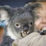 koala-chlamydia-vaccine-receives-australian-tick-of-approval
