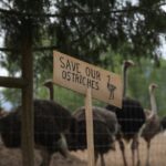 cull-of-bc-ostriches-can-go-ahead,-federal-court-of-appeal-rules