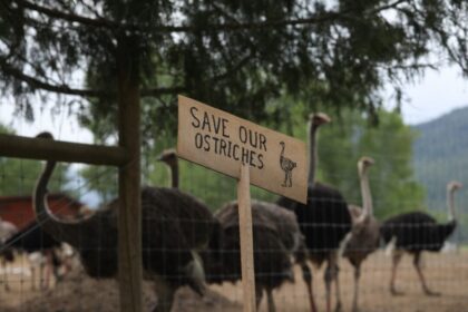 cull-of-bc-ostriches-can-go-ahead,-federal-court-of-appeal-rules