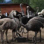 bc-farm-says-it-will-ask-supreme-court-of-canada-to-stop-the-cull-of-400-ostriches
