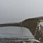 humpback-whale-dead-after-ferry-crew-reports-collision-off-bc-coast