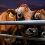 new-zealand-still-seen-as-the-land-of-milk,-lamb,-and-lord-of-the-rings