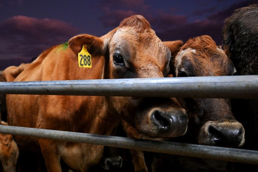 new-zealand-still-seen-as-the-land-of-milk,-lamb,-and-lord-of-the-rings