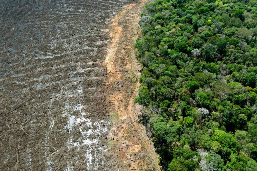 eu-delays-ban-on-imports-linked-to-deforestation-for-2nd-time