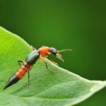 ‘acid-bugs’-linked-to-cases-of-severe-skin-reactions-in-northern-china