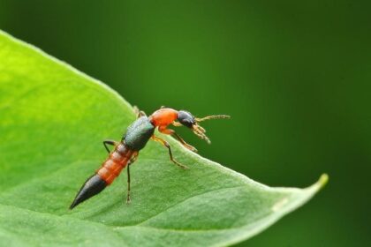‘acid-bugs’-linked-to-cases-of-severe-skin-reactions-in-northern-china