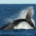 locals-warn-offshore-wind-zone-10-times-the-size-of-singapore-a-threat-to-whale-nursery