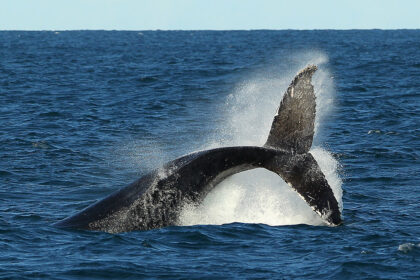 locals-warn-offshore-wind-zone-10-times-the-size-of-singapore-a-threat-to-whale-nursery