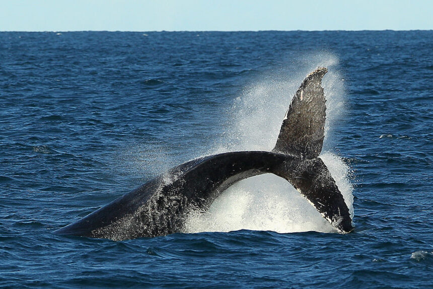 locals-warn-offshore-wind-zone-10-times-the-size-of-singapore-a-threat-to-whale-nursery
