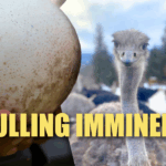 the-fight-to-save-398-ostriches-in-british-columbia:-a-test-of-ethics,-science,-and-policy