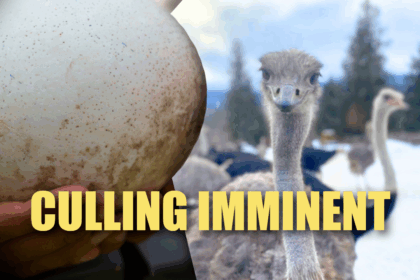 the-fight-to-save-398-ostriches-in-british-columbia:-a-test-of-ethics,-science,-and-policy