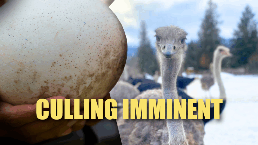 the-fight-to-save-398-ostriches-in-british-columbia:-a-test-of-ethics,-science,-and-policy