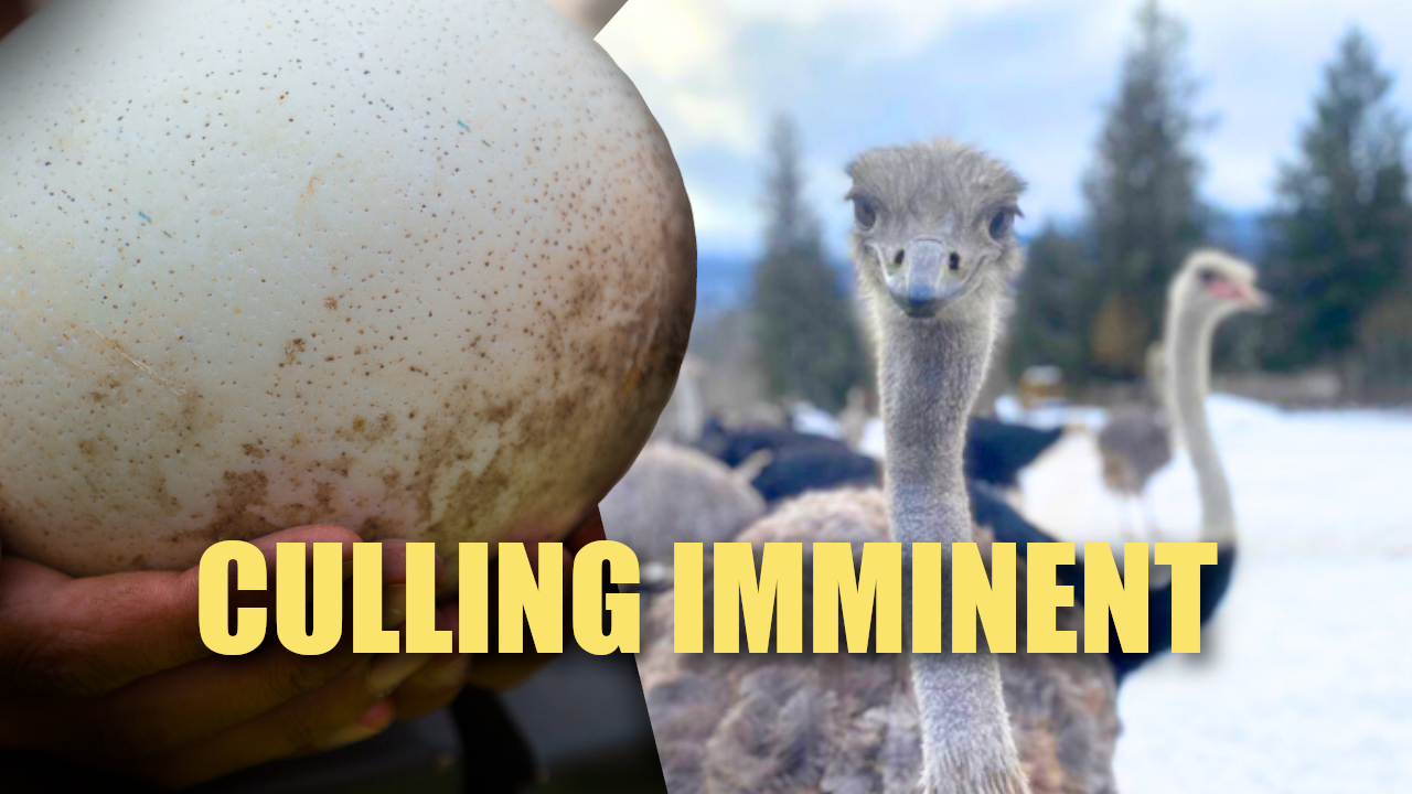 the-fight-to-save-398-ostriches-in-british-columbia:-a-test-of-ethics,-science,-and-policy