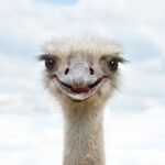 bc.-ostriches:-victims,-not-vectors
