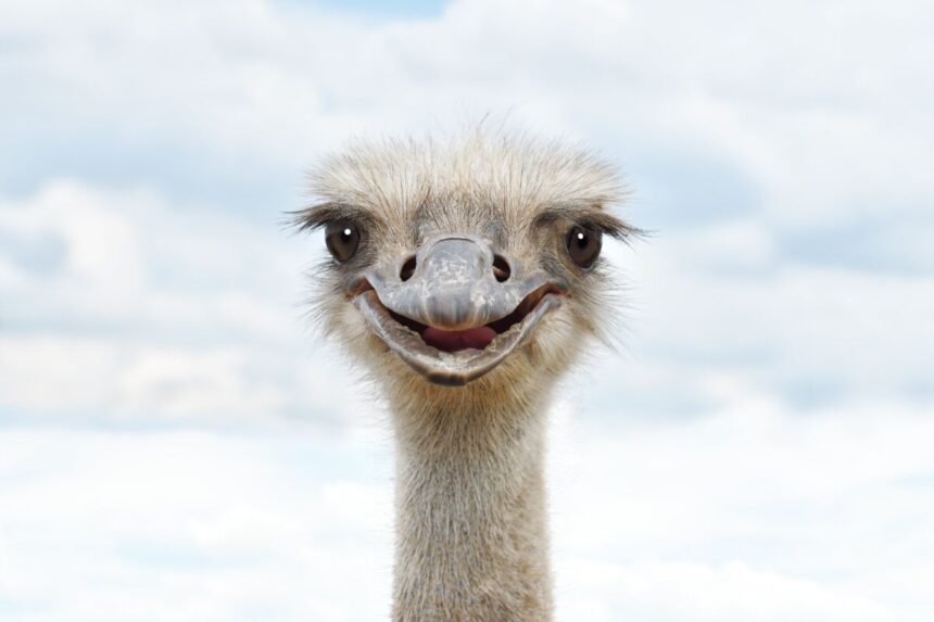 bc.-ostriches:-victims,-not-vectors