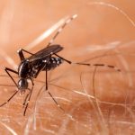 as-authorities-battle-chikungunya-virus-in-southern-china,-mosquito-control-measures-spark-concerns