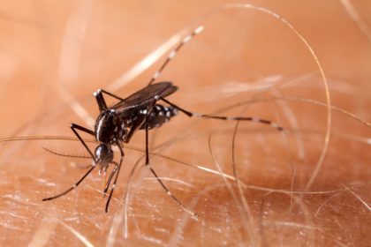 as-authorities-battle-chikungunya-virus-in-southern-china,-mosquito-control-measures-spark-concerns