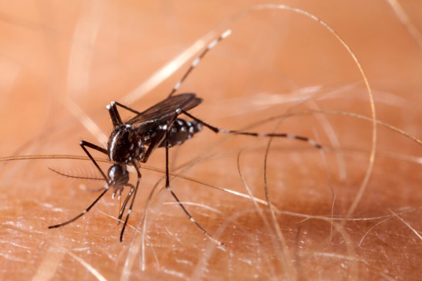 as-authorities-battle-chikungunya-virus-in-southern-china,-mosquito-control-measures-spark-concerns