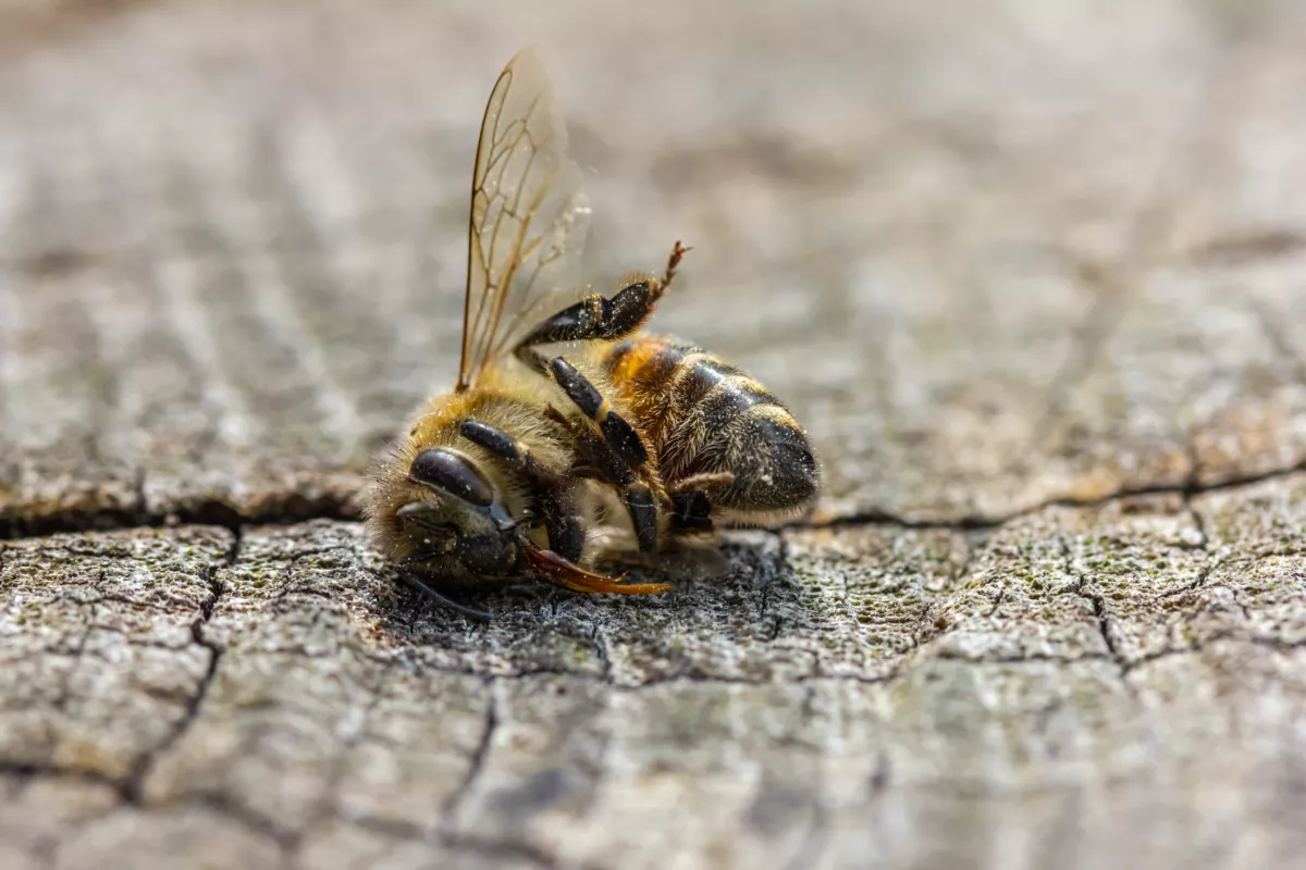 ontario’s-forests:-why-are-we-still-spraying-glyphosate?