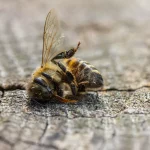 ontario’s-forests:-why-are-we-still-spraying-glyphosate?