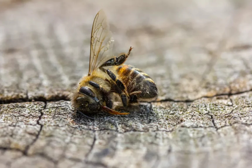 ontario’s-forests:-why-are-we-still-spraying-glyphosate?