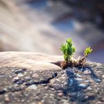 unleashing-inner-strength-in-a-world-that-wants-to-tame-you