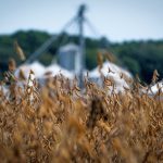 trump-hints-at-pressing-china-on-soybean-purchases