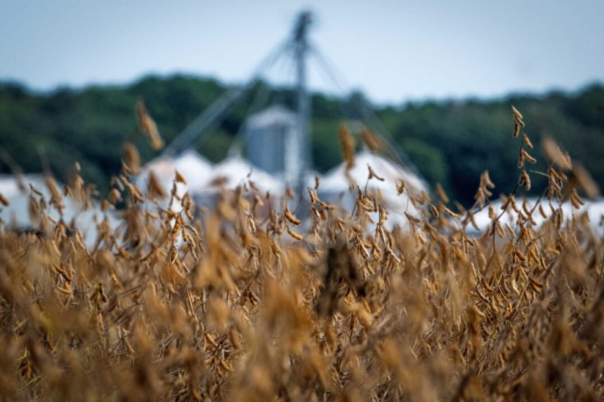 trump-hints-at-pressing-china-on-soybean-purchases